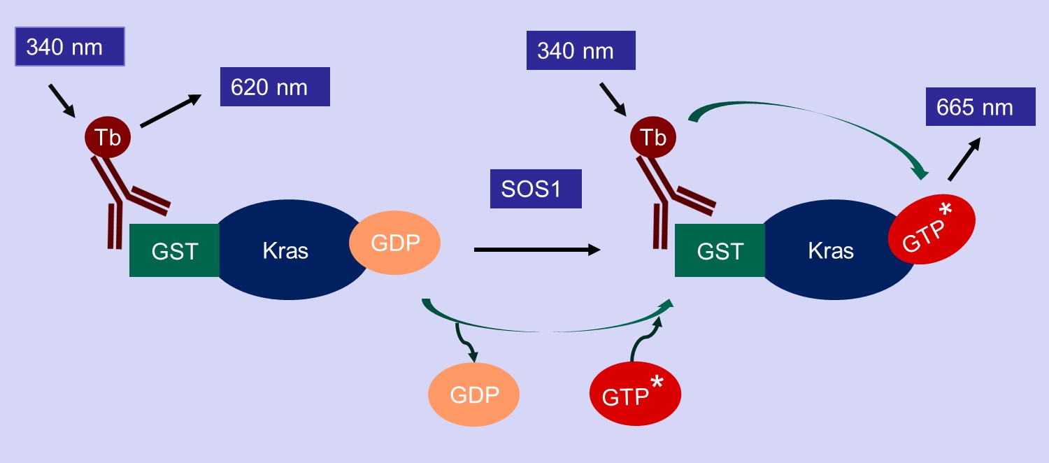 kras_nucleotide_ex_assay-1
