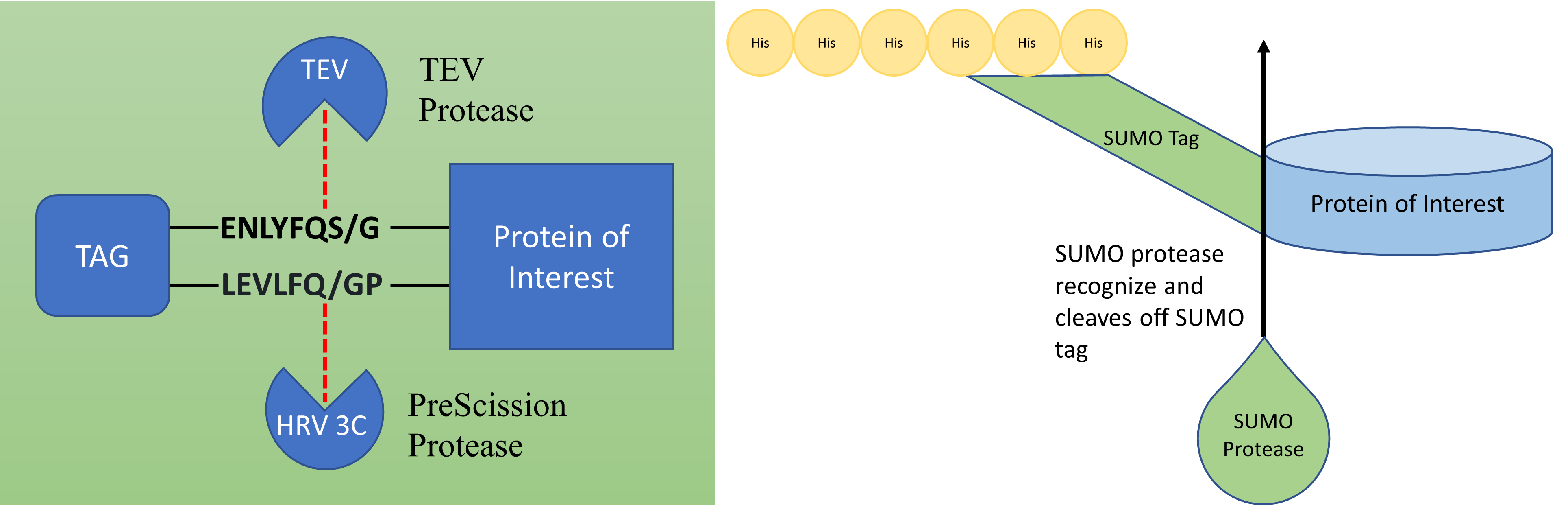 protease-cleavage-picture1