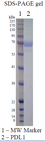 Recombinant Human PD-L1 Recombinant Human PD-L1