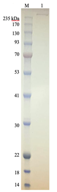 DNA Polymerase Theta-Full Length DNA Polymerase Theta-Full Length