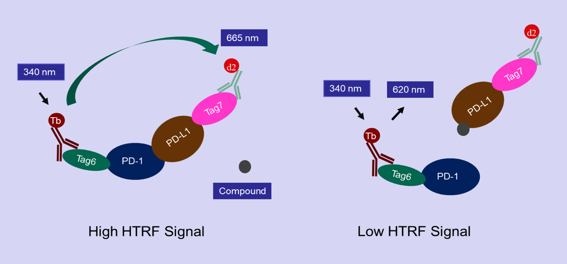 PD-1/PD-L1 Inhibitor Binding Assay Kit - Aurora Biolabs