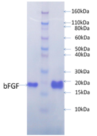 Human FGF-basic: Formulation I-Carrier Free-Lyophilized Human FGF-basic: Formulation I-Carrier Free-Lyophilized