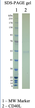 Recombinant Human CD40L Recombinant Human CD40L