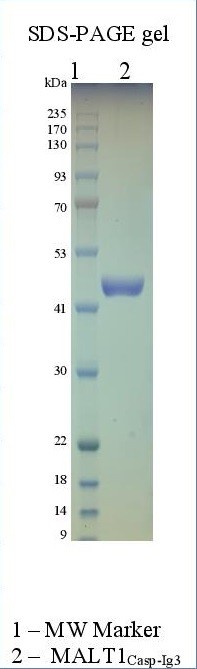 Human MALT1 (caspase-IG3) Human MALT1 (caspase-IG3)