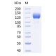Human HER2 / ErbB2 Protein (Fc Tag)