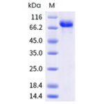 Human CD112 / Nectin-2 / PVRL2 Protein (Fc Tag)