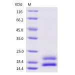 Human VEGF121 / VEGF-A Protein