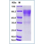 Human CD27 Protein (Fc Tag)