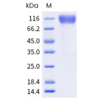 Human CD34 Protein (Fc Tag)