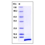 Human CXCL12 / SDF-1 Protein
