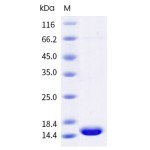 Human Galectin-1 Protein (His Tag)