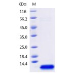 Human EGF / Epidermal Growth Factor Protein