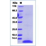 Human BCA-1 / CXCL13 Protein