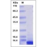 Human CXCL10 / Crg-2 Protein