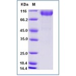 Human Nectin 3 Protein (Fc Tag)