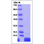 Human CXCL1 / MGSA / NAP-3 Protein