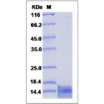 Human CCL4 / MIP1B Protein (His Tag)