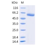 Human CD8a / Lyt2 Protein (Fc Tag)