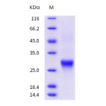 Human CD8A / MAL Protein (ECD, His Tag)