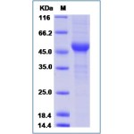 Human CTLA4 / CD152 Protein (rFc Tag)