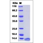 Human CCL3 / Mip1a Protein (His Tag)