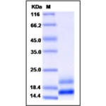 Human VEGF121b / VEGF-A Protein