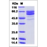 Human FAM20C / DMP4 Protein (His Tag)