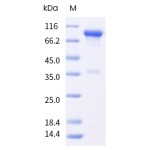 Human LAG3 / CD223 / Lymphocyte activation gene 3 Protein (ECD,Fc Tag)
