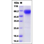 Human CD27 / TNFRSF7 Protein (Fc Tag)