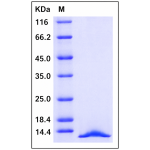 Human CXCL12 / SDF-1 Protein (isoform a)