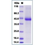 Human PVRIG Ptotein (Fc Tag)