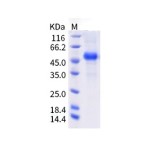 Human PVRIG Protein (Fc Tag)