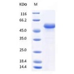 Human PVRIG Protein (mFc Tag)