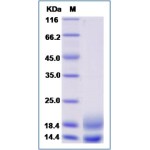 Human VEGF110 / VEGF-A Protein