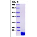 Mouse CXCL12 / SDF-1 Protein