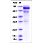 Mouse HGF / Hepatocyte Growth Factor Protein