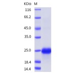 Mouse VEGFA / VEGF164 Protein