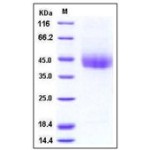 Mouse CD226 / DNAM-1 Protein (His Tag)