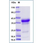 Mouse BDNF (R129A, R130A) Protein (His Tag)