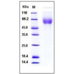 Mouse CD155 / PVR Protein (His Tag)