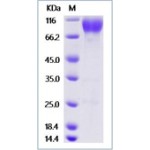 Mouse CD155 / PVR Protein (mFc Tag)