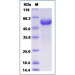 Mouse CD8a / Lyt2 (Fc Tag)