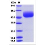 Mouse CD160 Protein (Fc Tag)