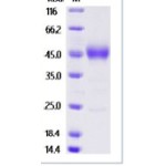Mouse TIGIT Protein (mFc Tag)