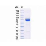 Mouse LAG3 / CD223 / Lymphocyte activation gene 3 Protein (Fc Tag)