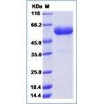 Mouse LAG3 / CD223 / Lymphocyte activation gene 3 Protein (ECD, His Tag)