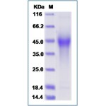 Mouse CD44 Protein (His Tag)