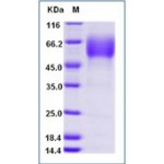Mouse CD47 Protein (Fc Tag)