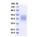 Mouse CD47 Protein (His Tag)