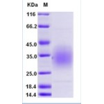 Mouse CD47 Protein